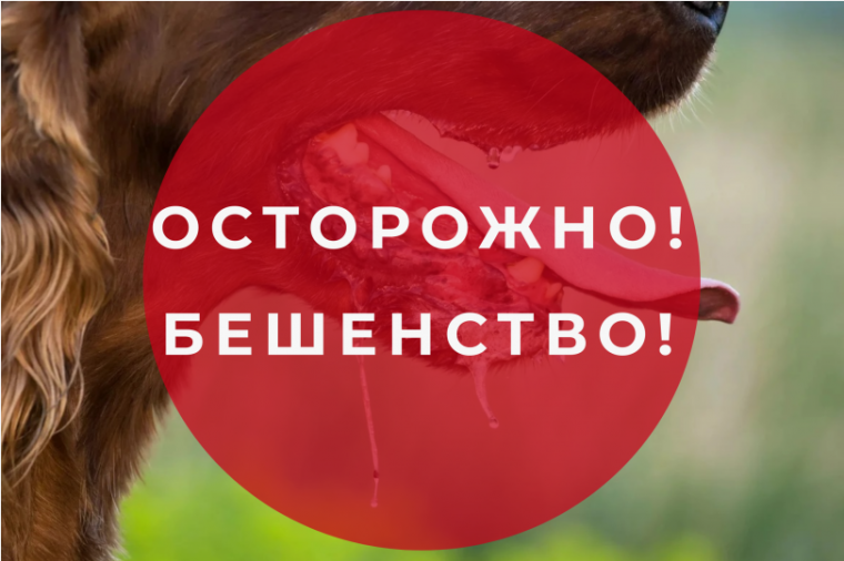 Профилактика бешенства – одна из важнейших задач государственной ветеринарной службы в регионе.