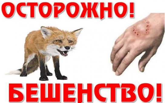 ПАМЯТКА для населения при возникновении на территории населённого пункта БЕШЕНСТВА.