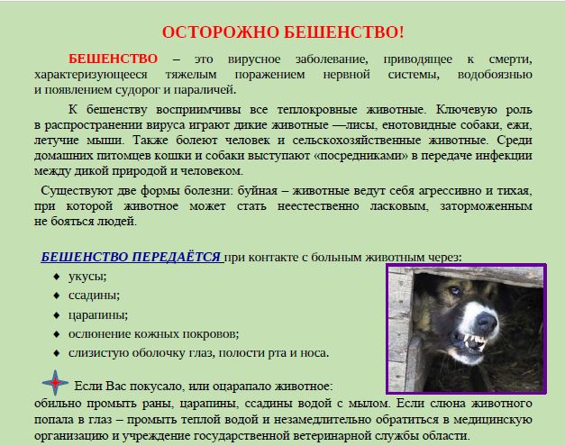 Профилактика бешенства – одна из важнейших задач государственной ветеринарной службы в регионе.